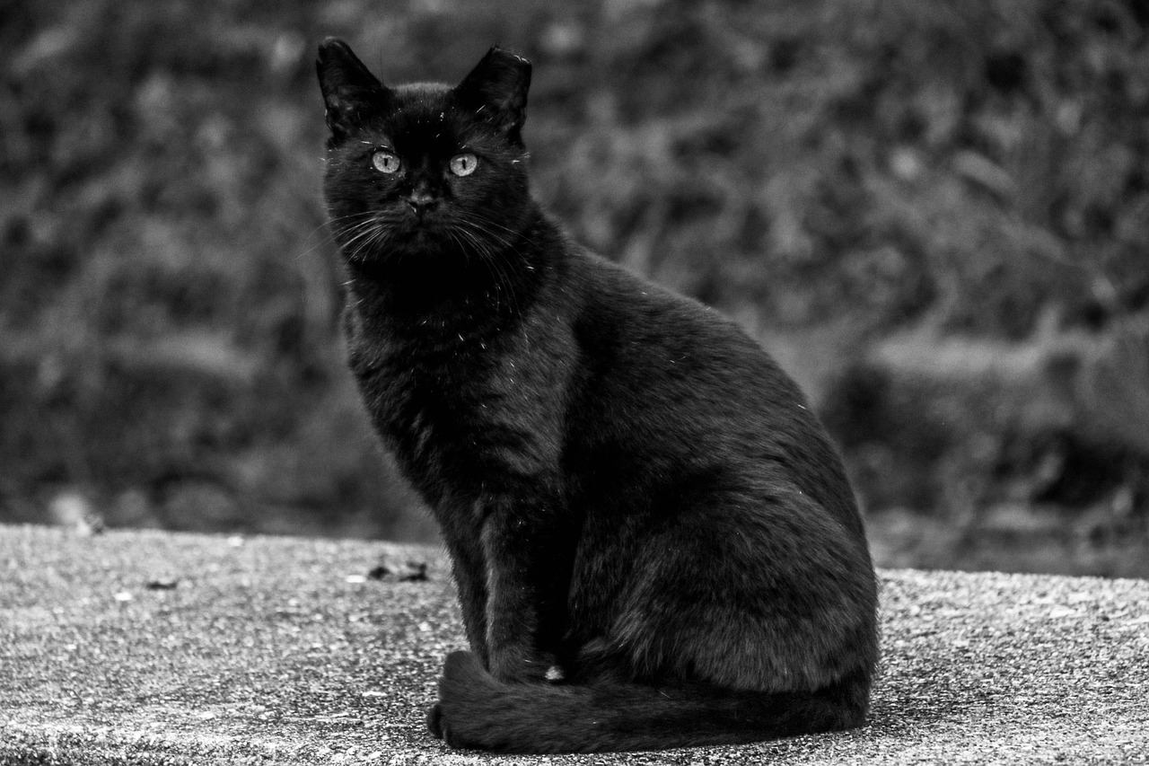 black  cat  pet free photo