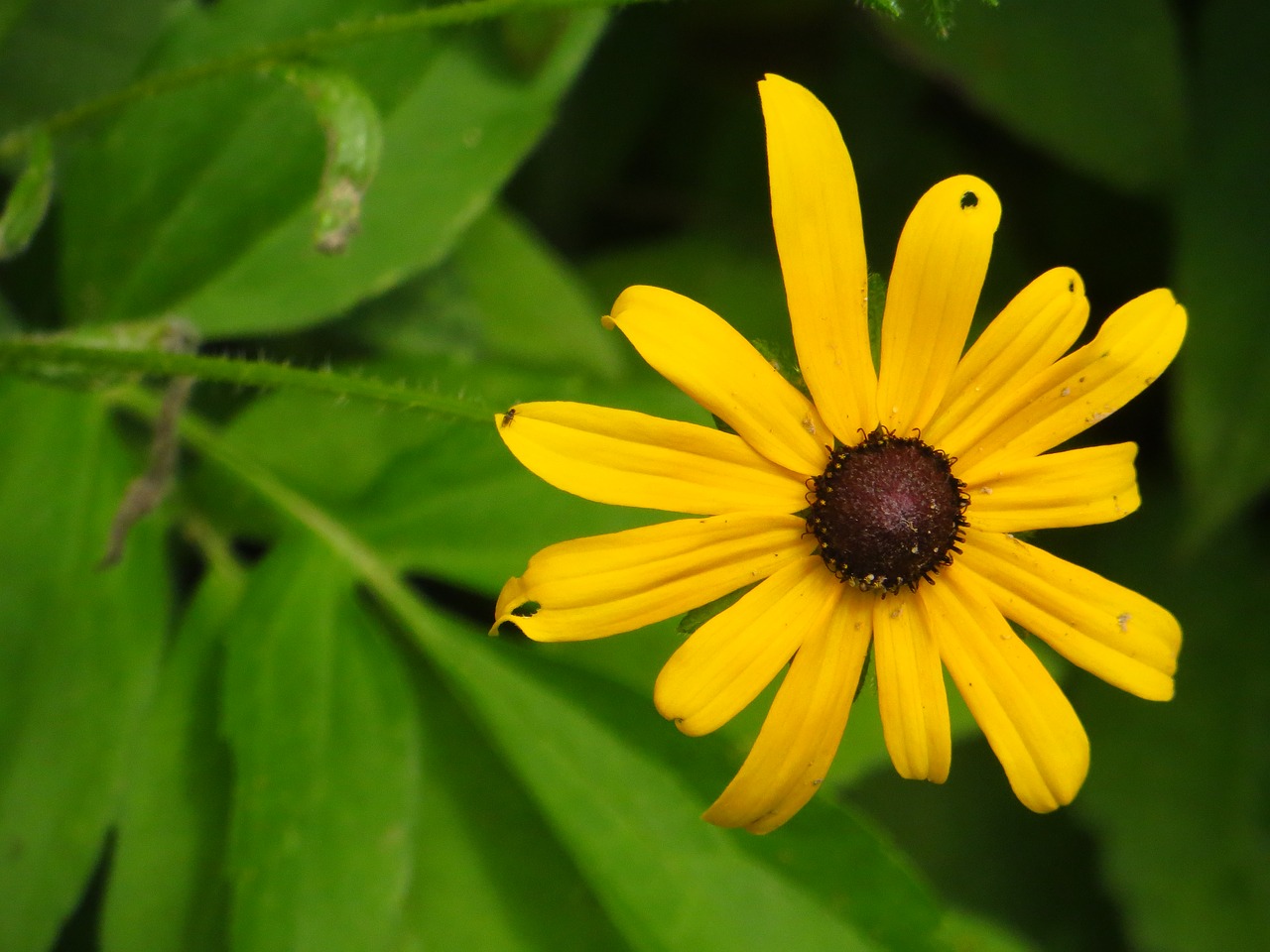 black  eyed  susan free photo