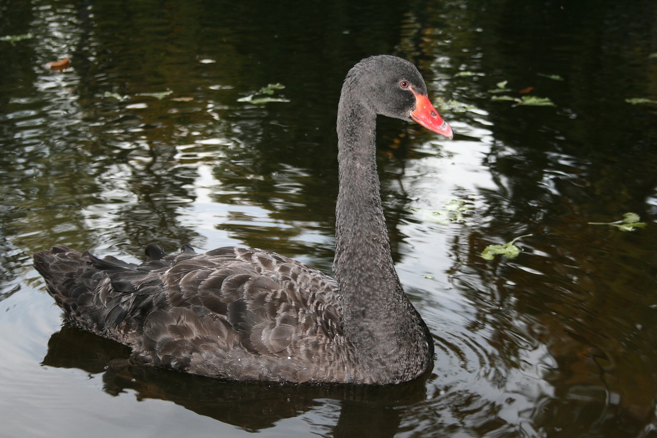 black  swan  nature free photo