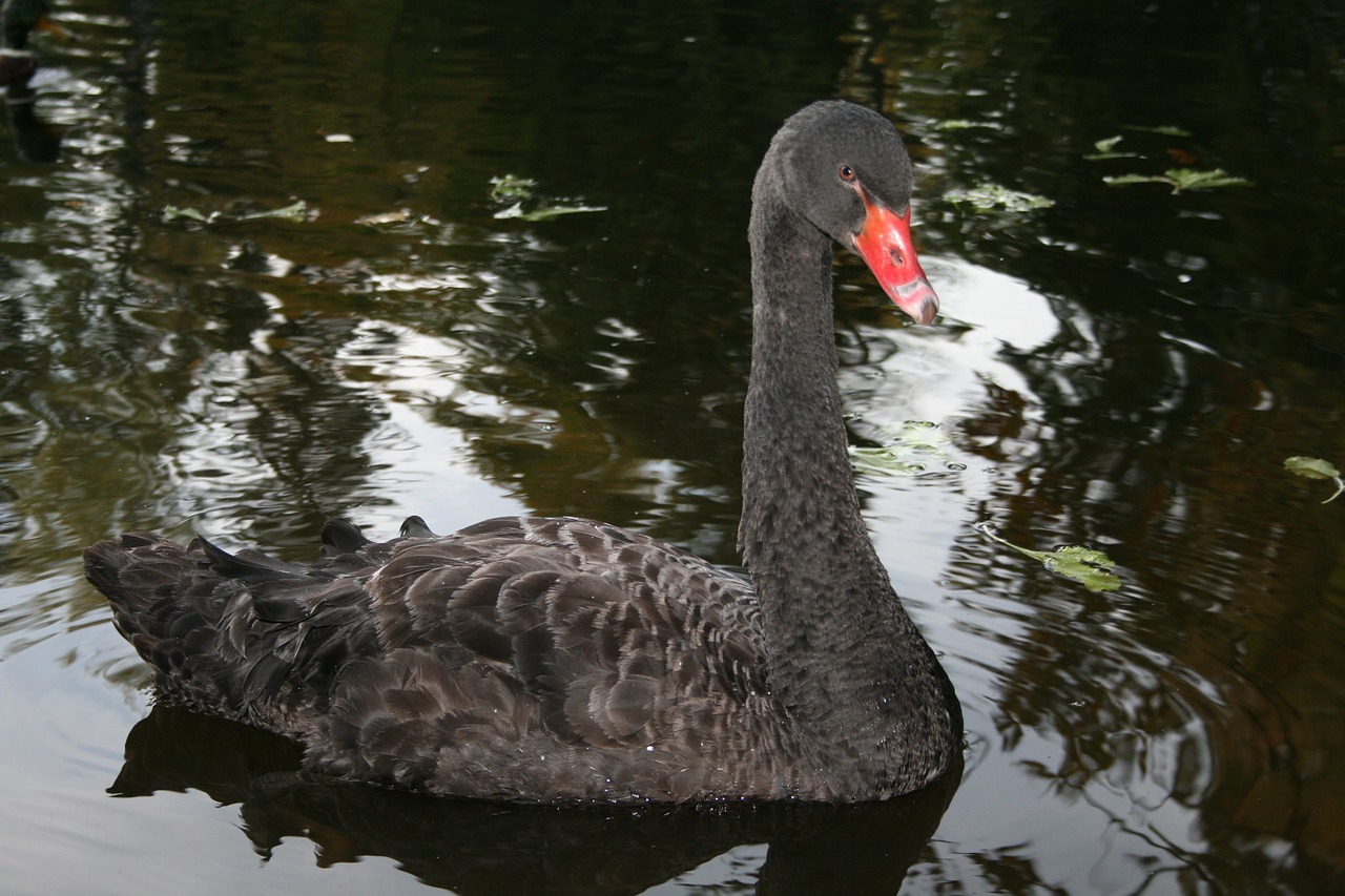 black  swan  nature free photo