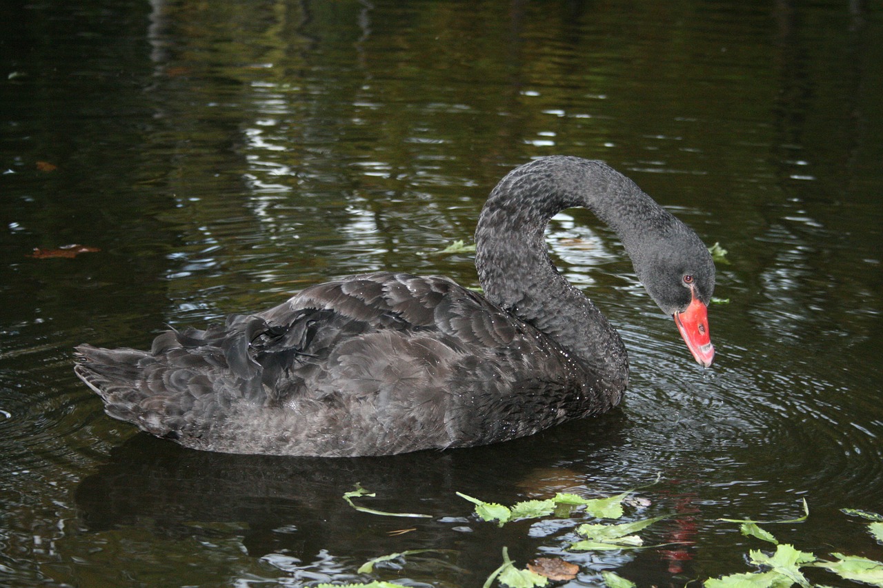 black  swan  nature free photo