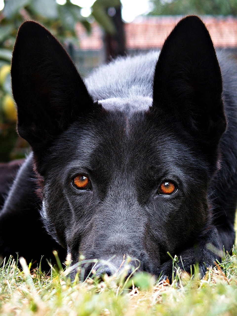 black  german shepherd  eyes free photo