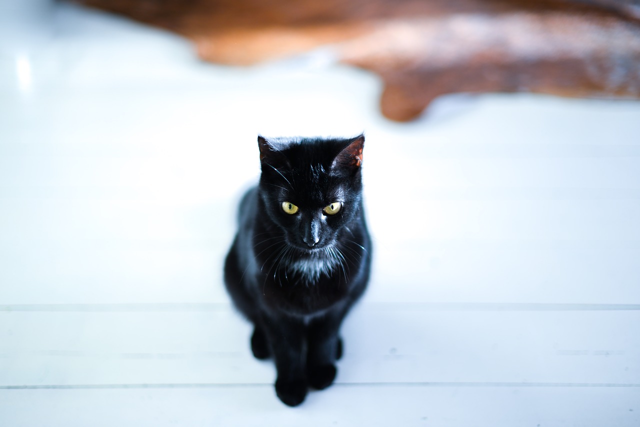 black  cat  sitting free photo