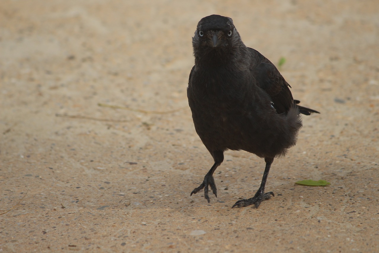 black  bird  raven free photo