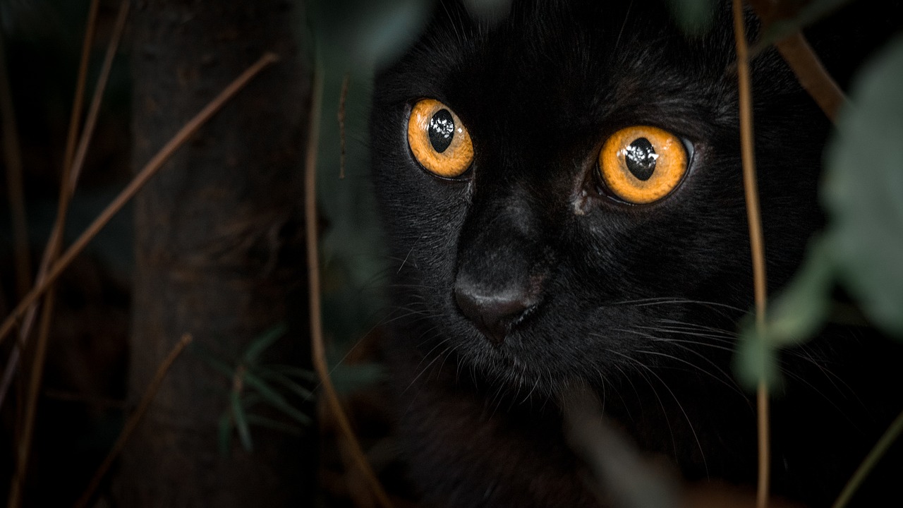 black  cat  orange free photo