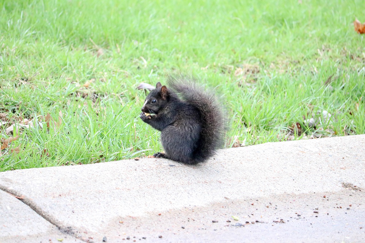 black  squirrel  animal free photo