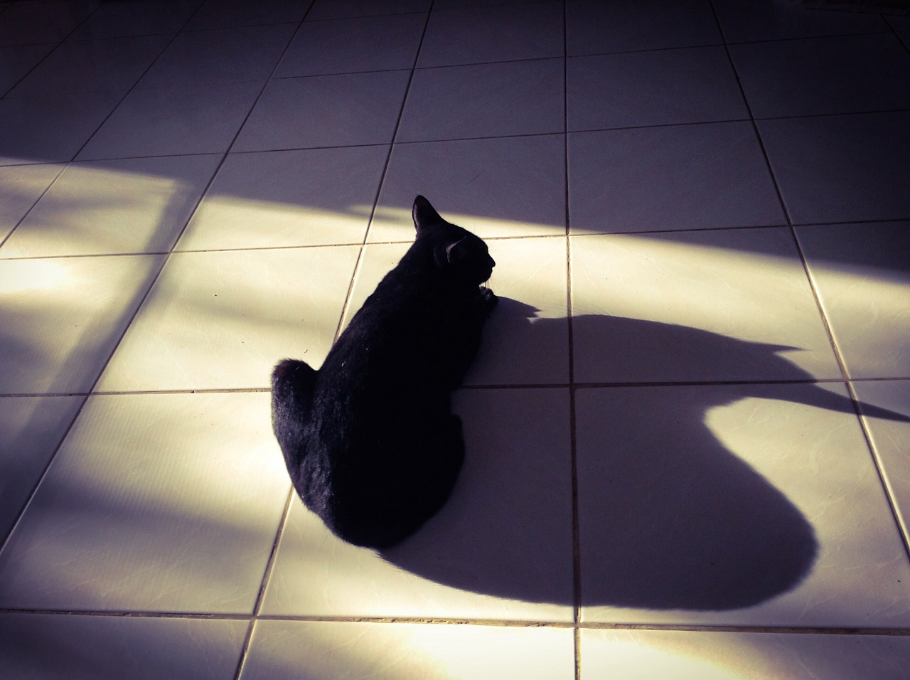 black cat shadow free photo