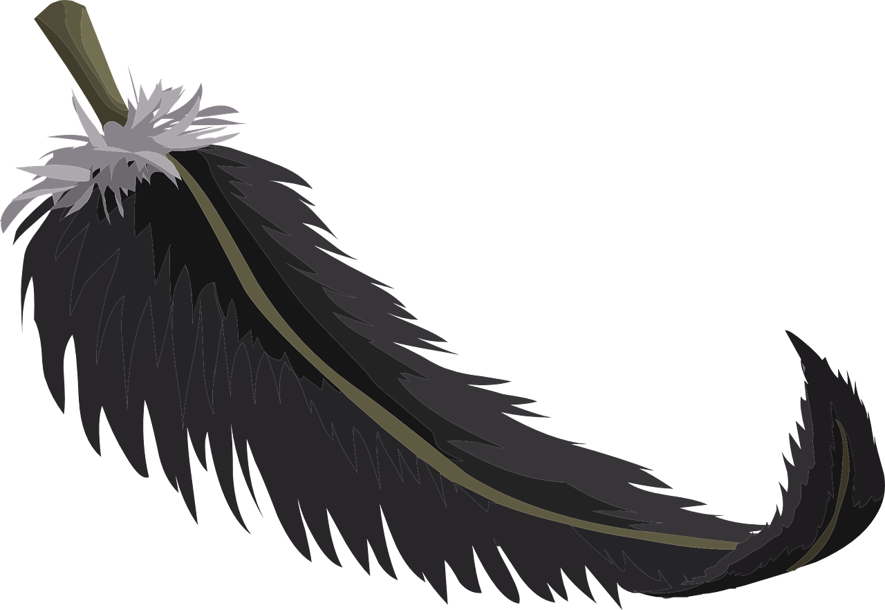 black feather plumage free photo