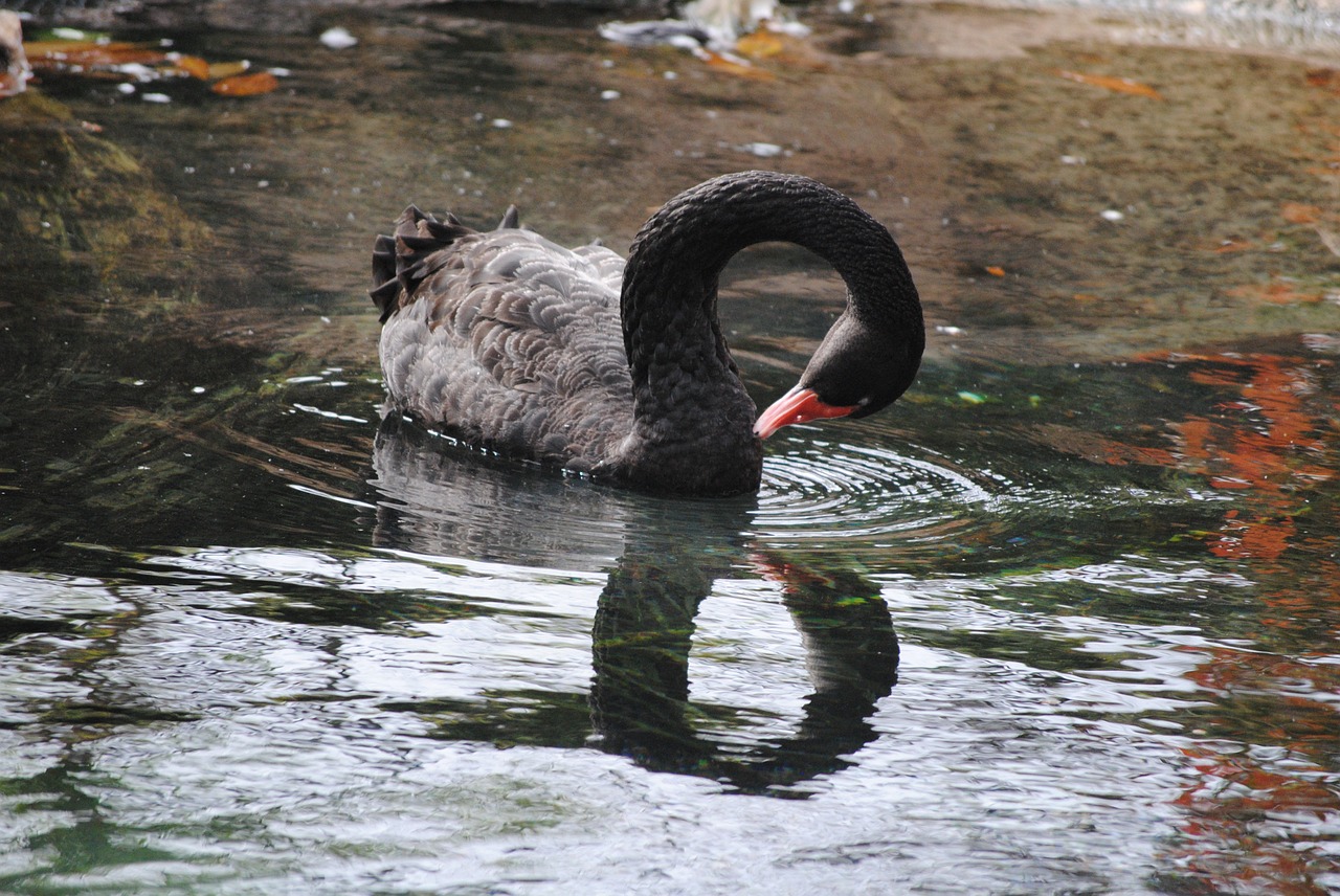 black swan swim free photo