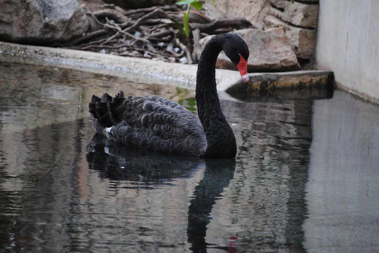 black swan nature free photo