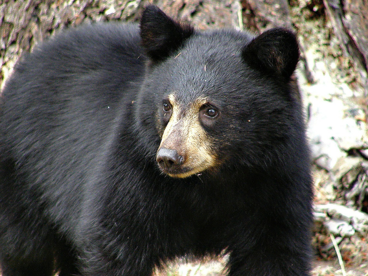 black bear mammal free photo
