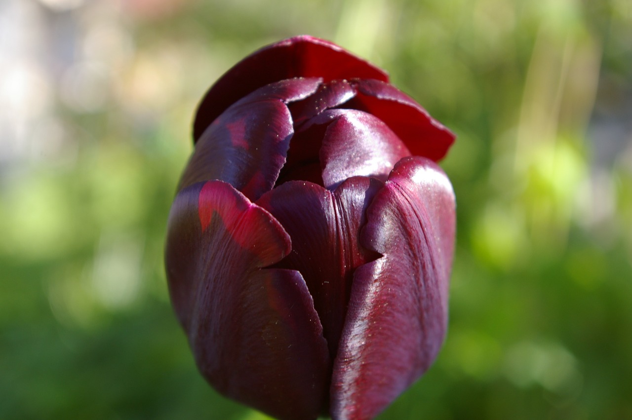 black tulip flower free photo