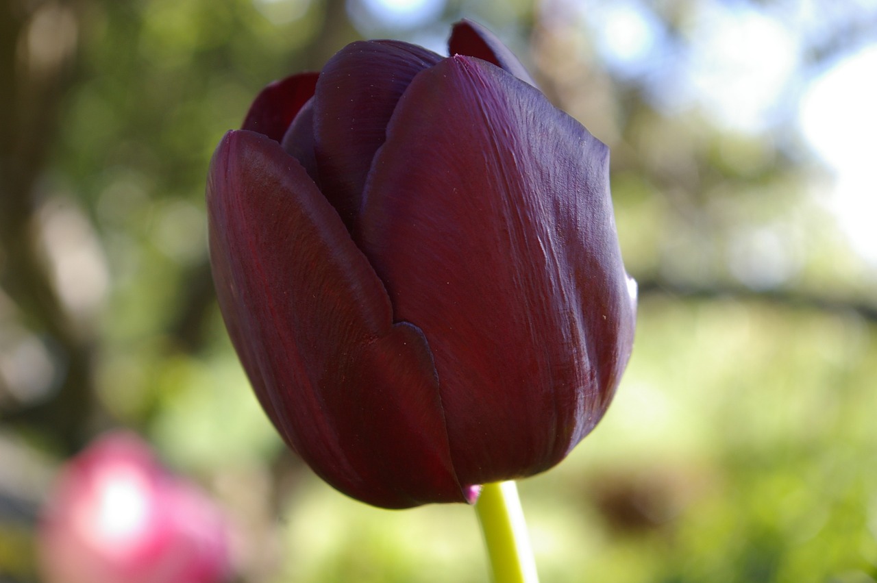 black tulip flower free photo