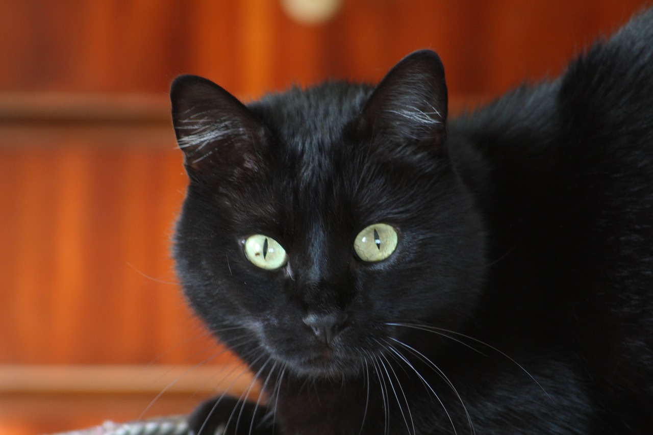 black cat pet free photo