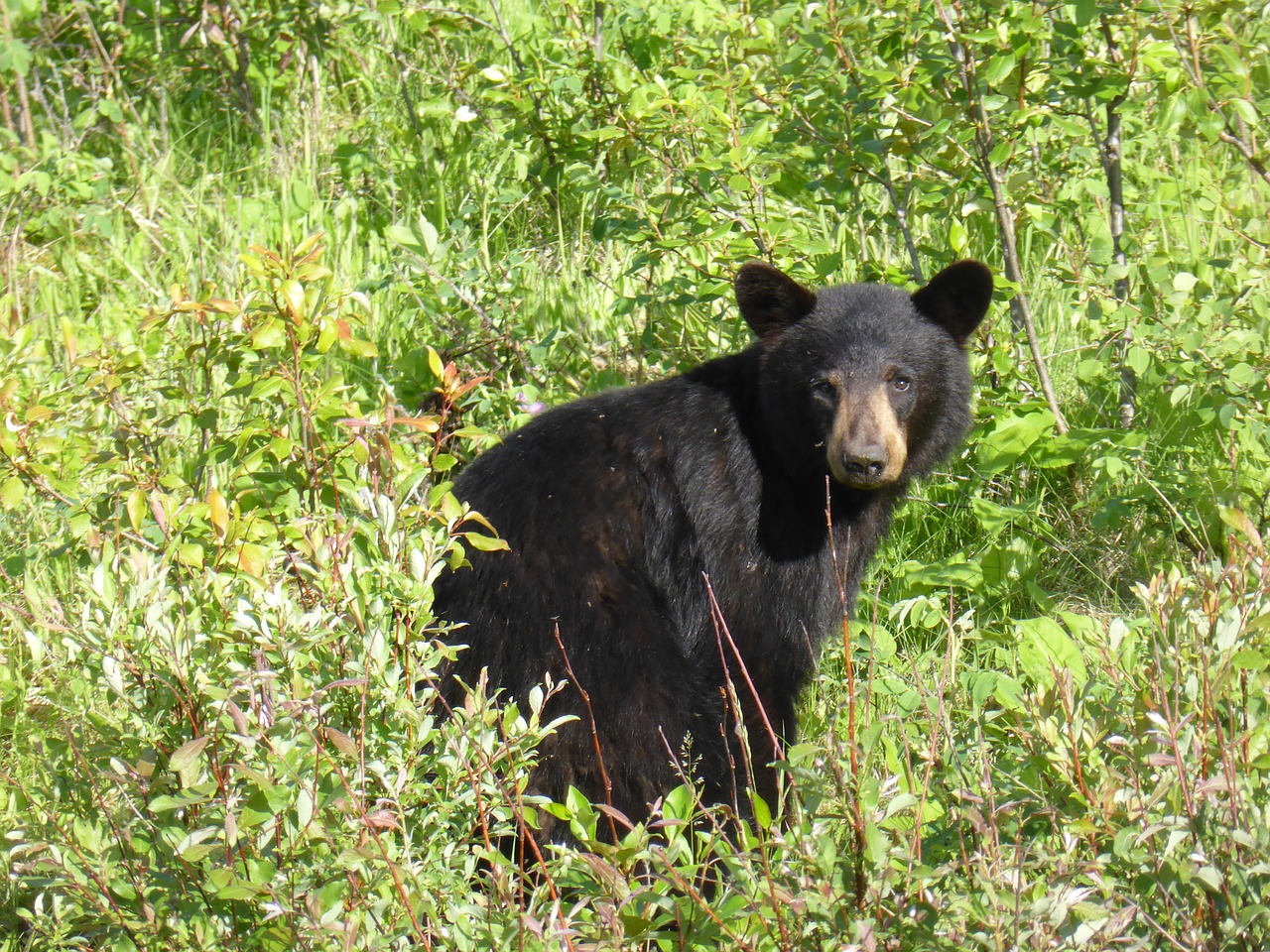 black bear northern ontario free photo