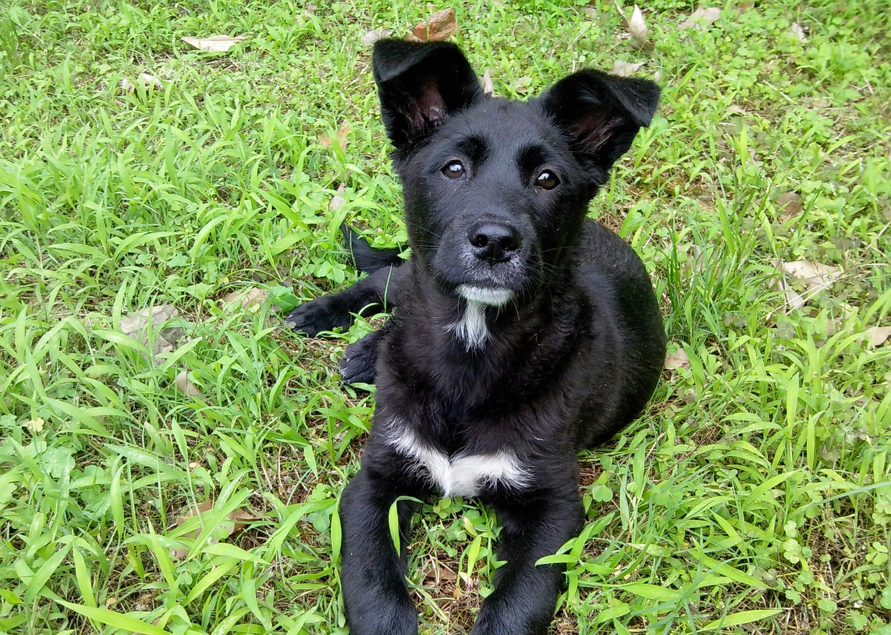 black dog animal free photo