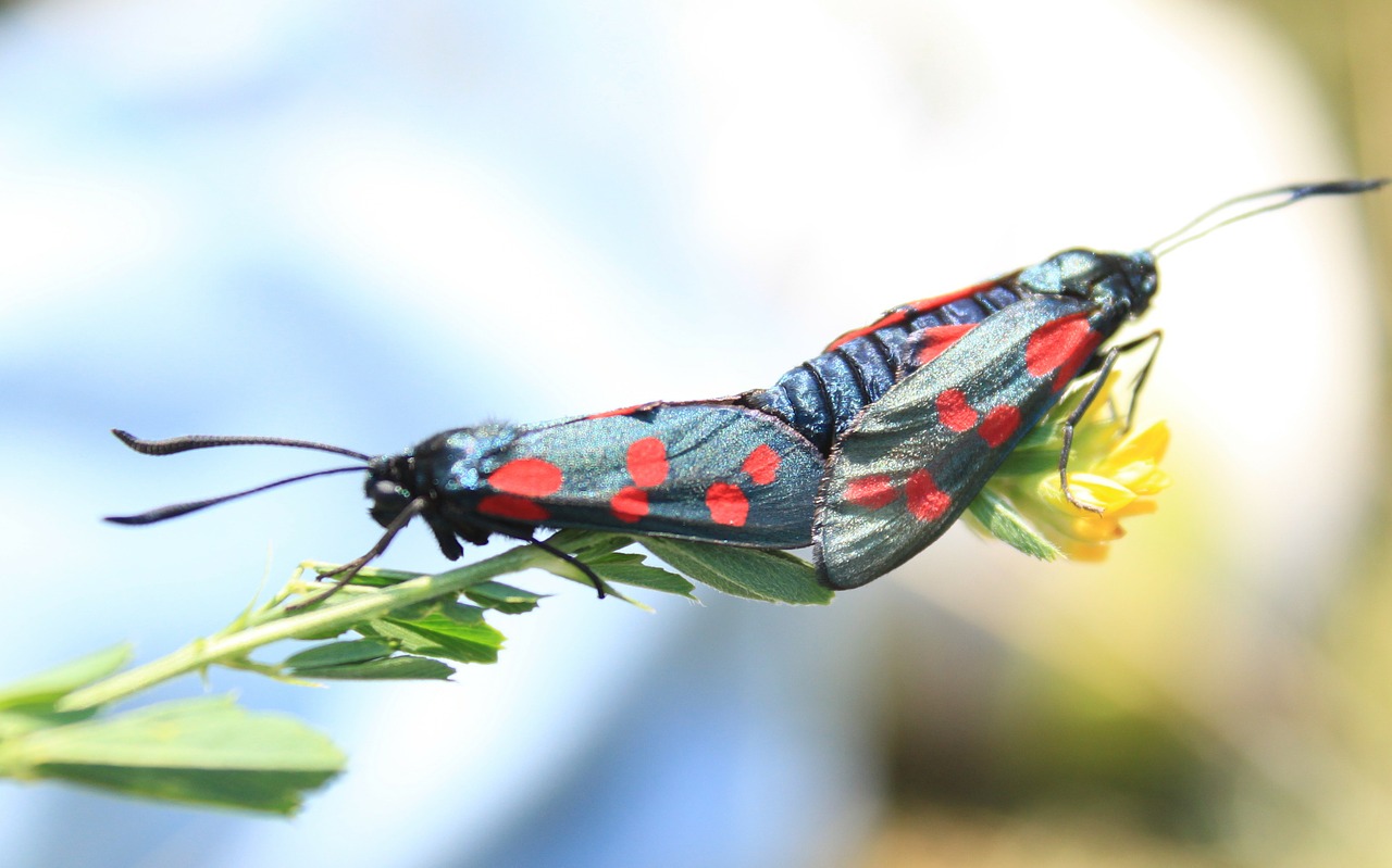 black butterflies butterfly free photo