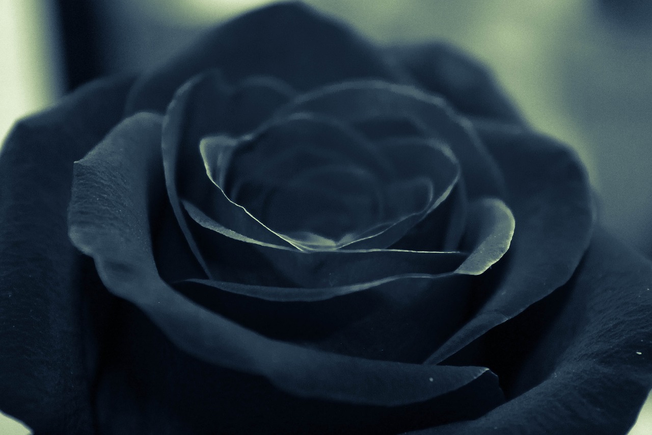 black rose flower free photo