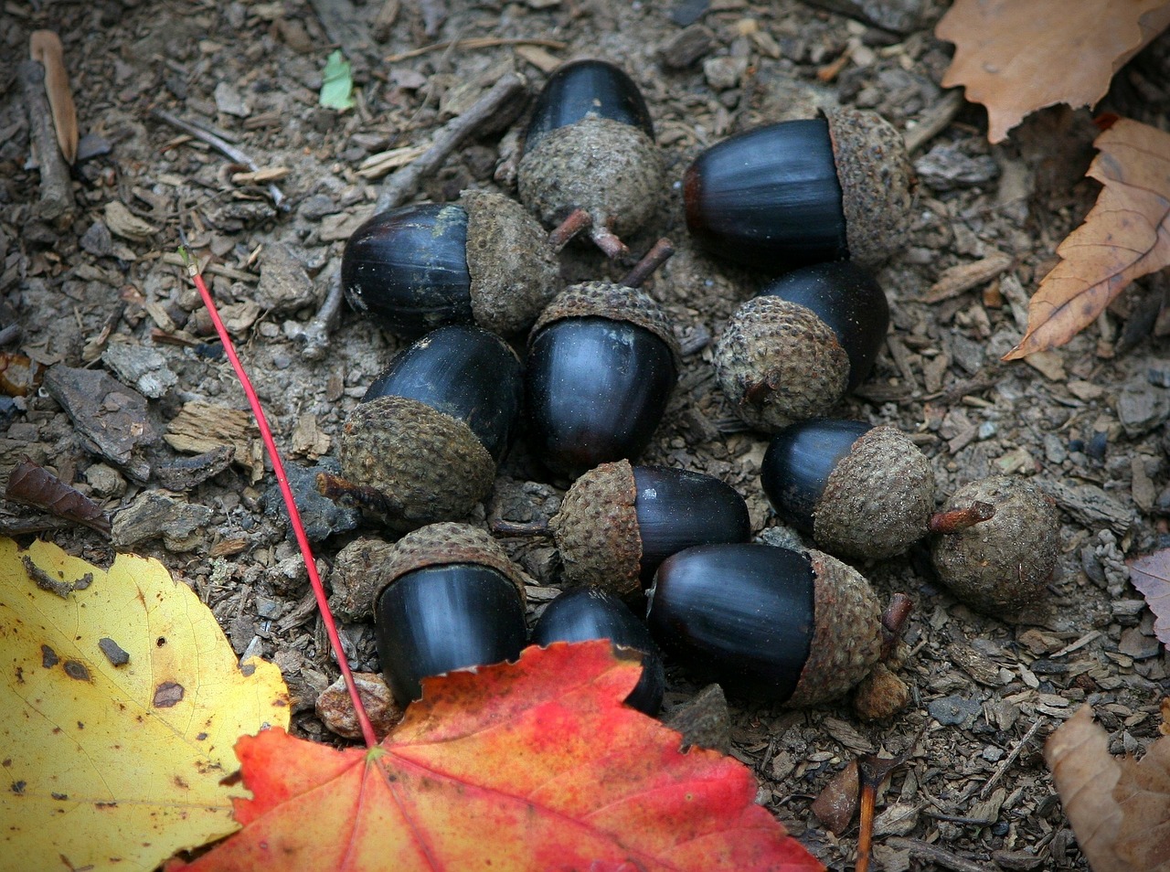 black acorns nuts fruit free photo