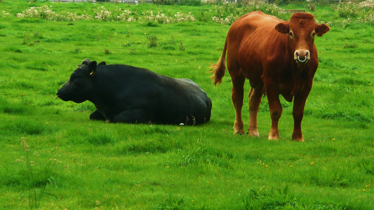 black brown bull free photo