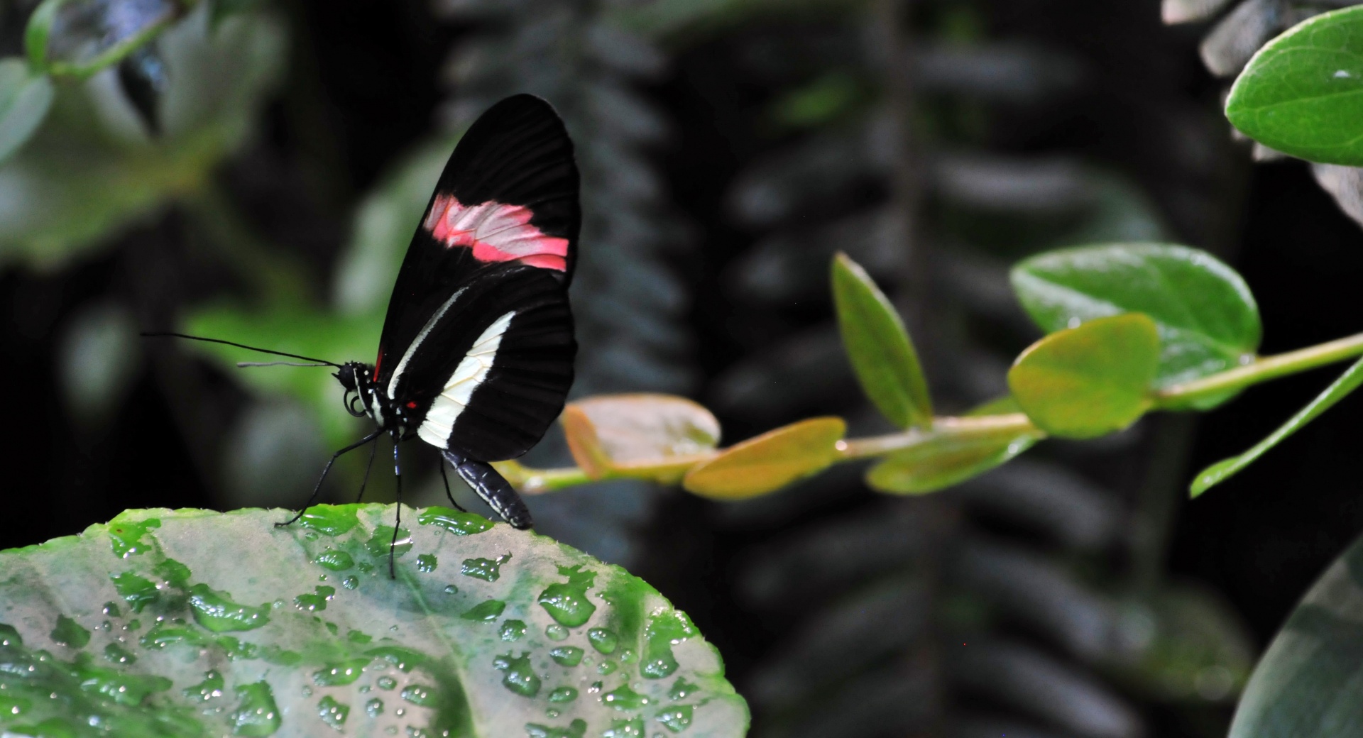 butterfly butterflies water free photo