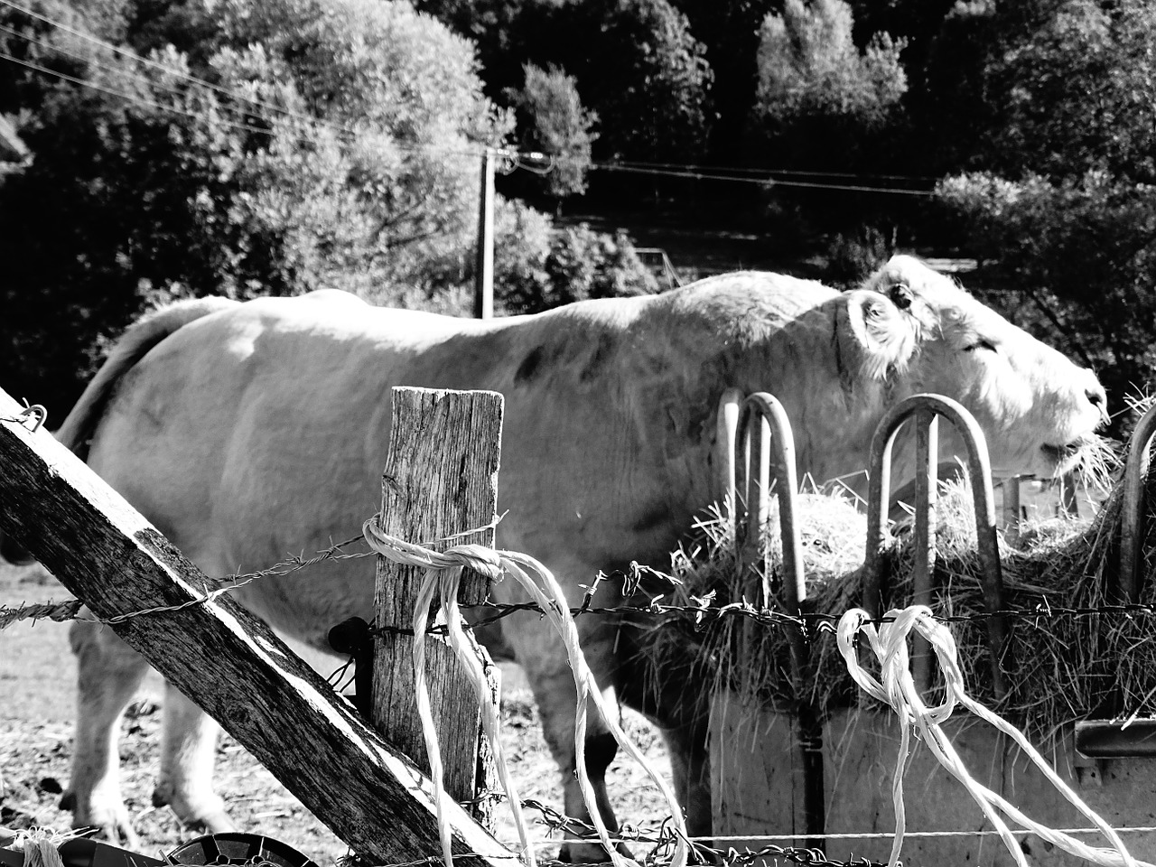 black and white bull muscle free photo