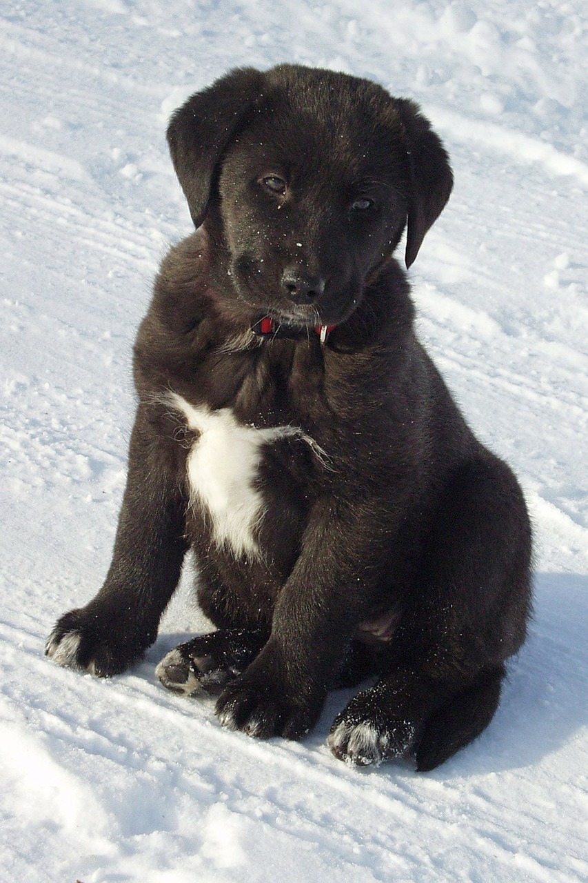 black and white labrador puppy free photo