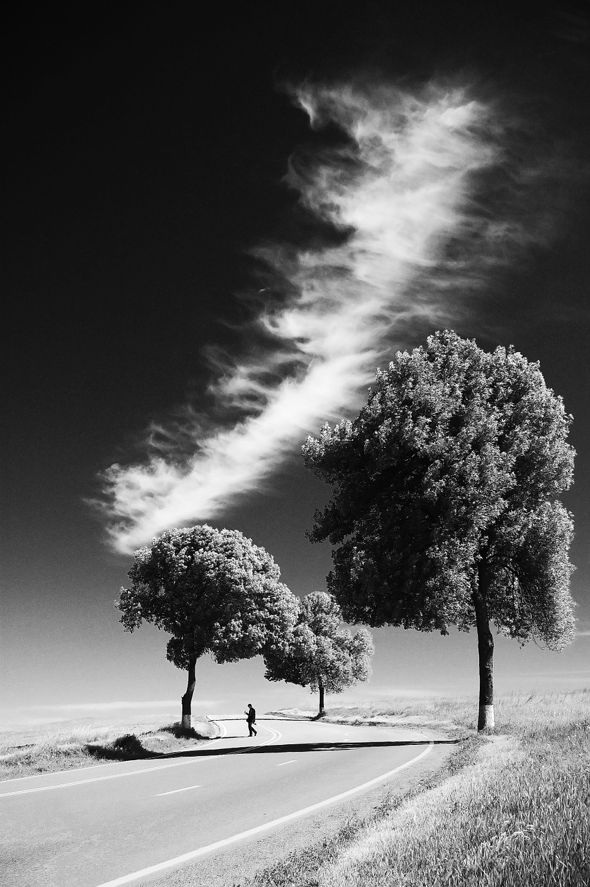 trees black and white lonely free photo