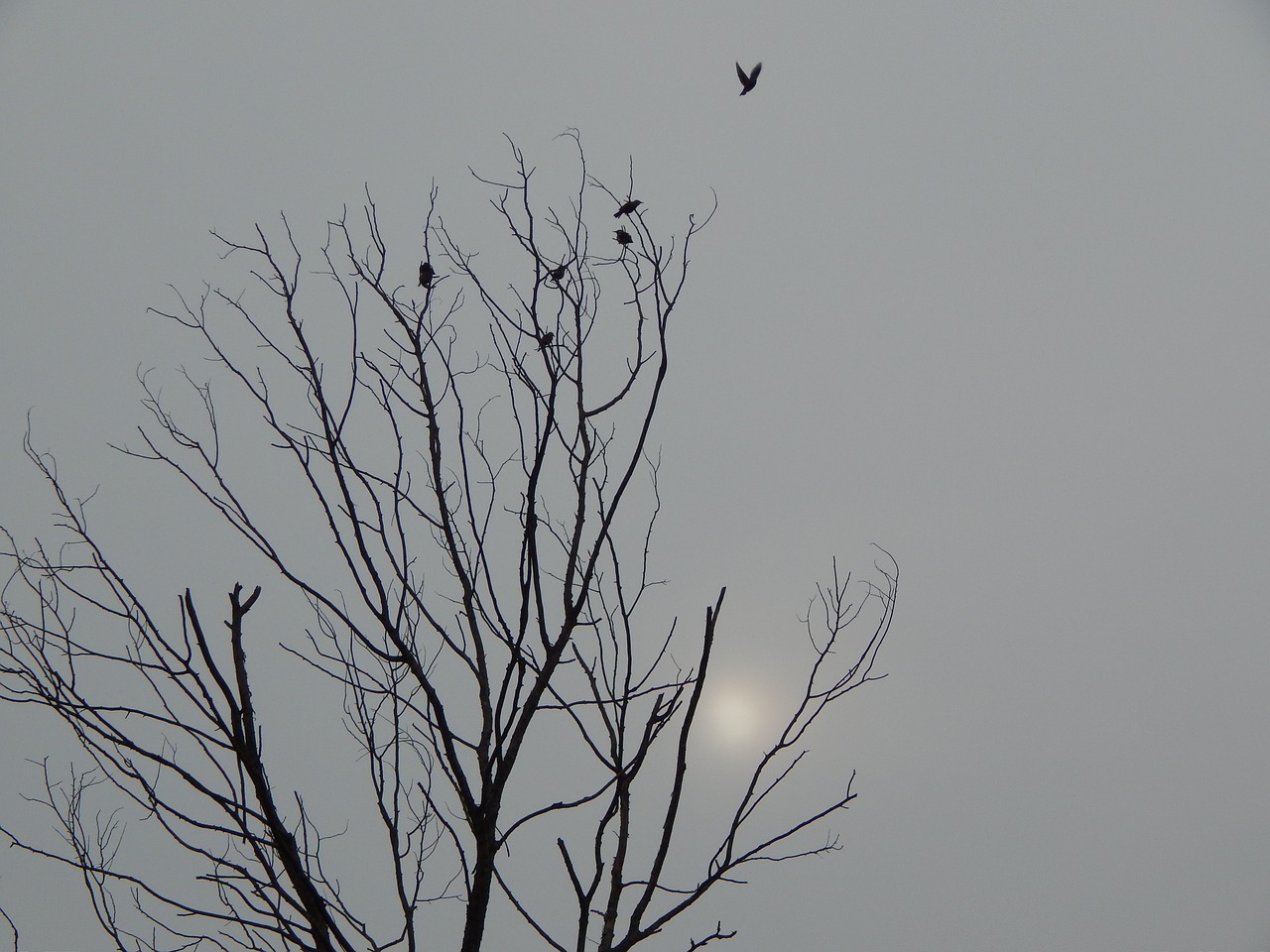 black and white death tree birds free photo