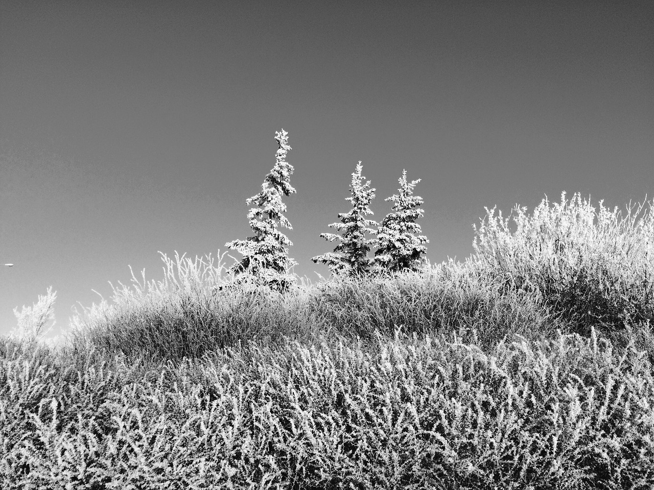 snow tree landscape free photo