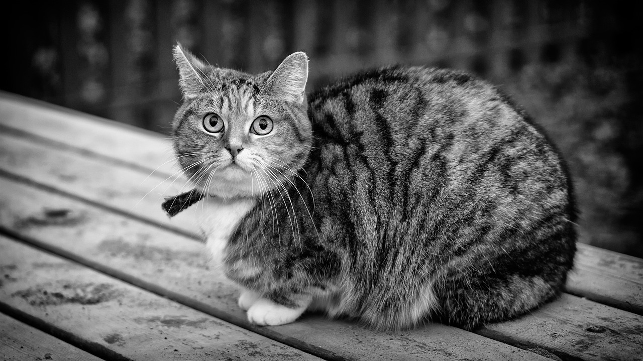 black and white cat animal free photo