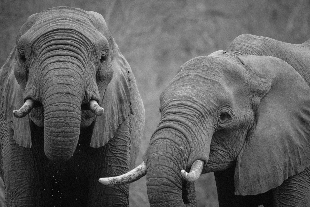 black and white africa animals free photo