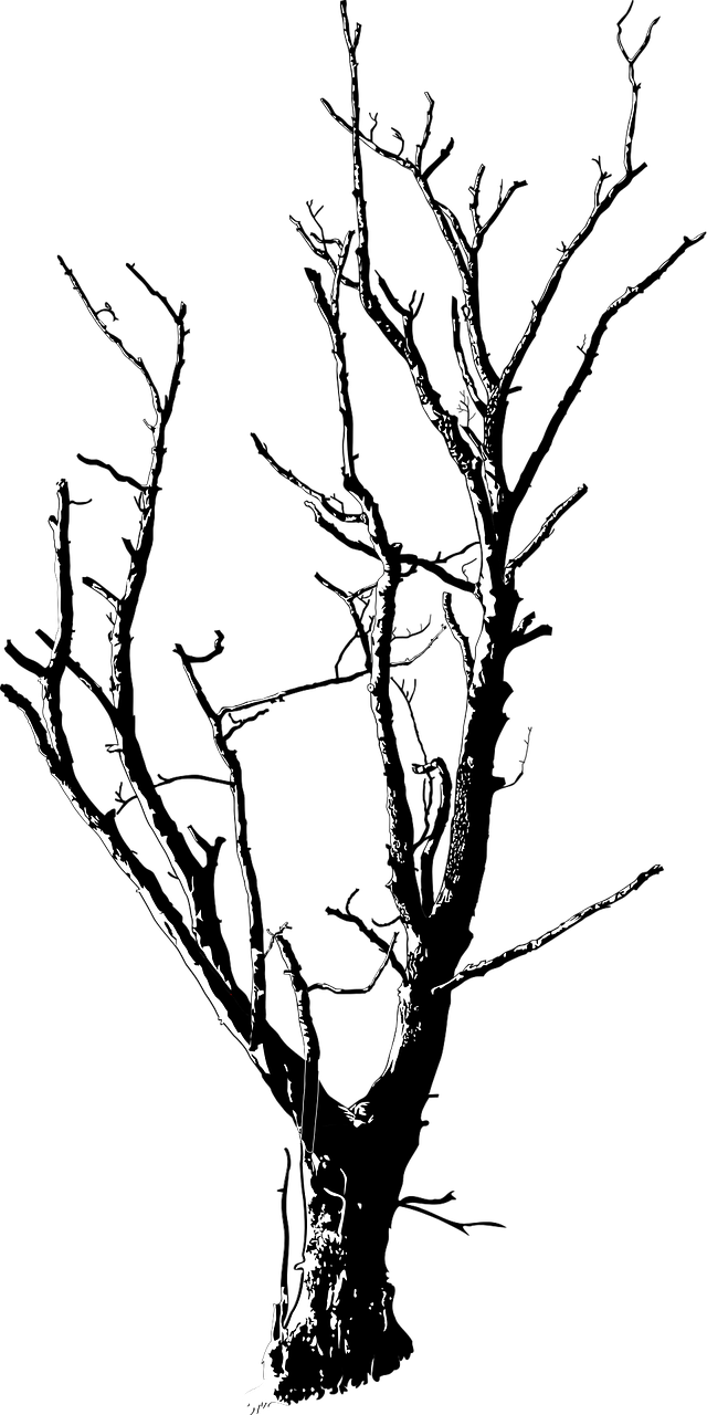 black and white branches deadwood free photo