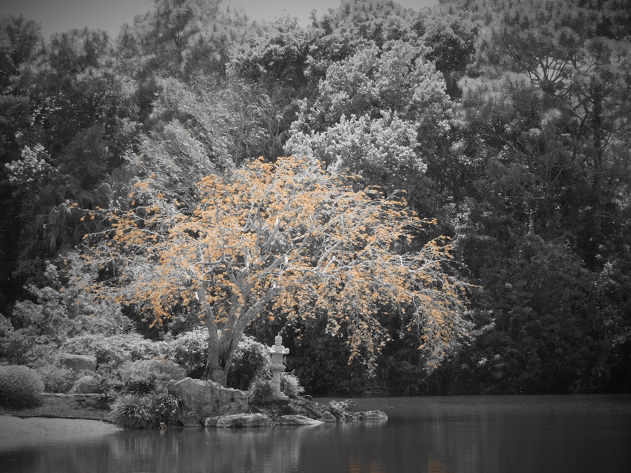 black and white tree garden free photo