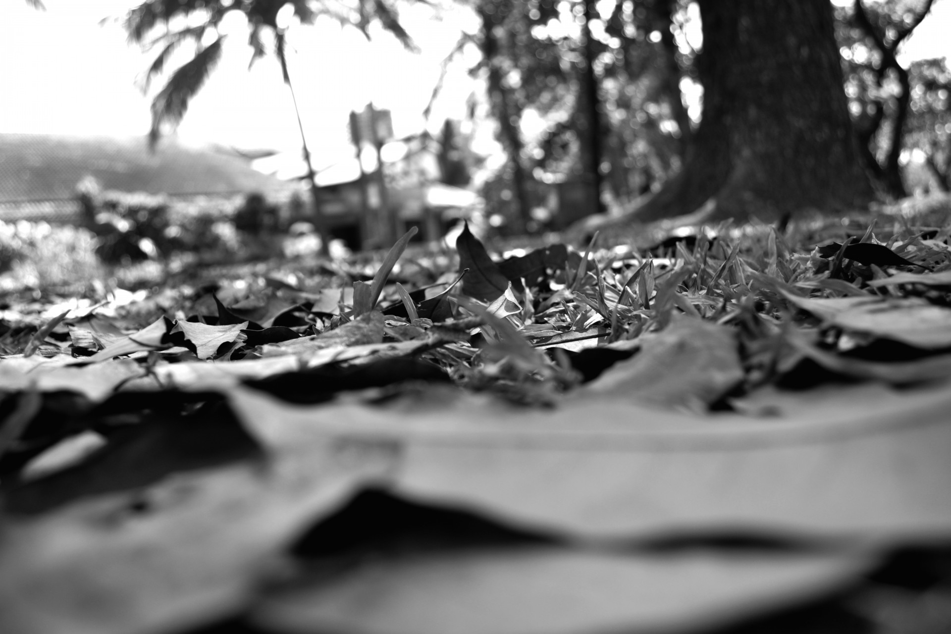 leave leaves black white free photo