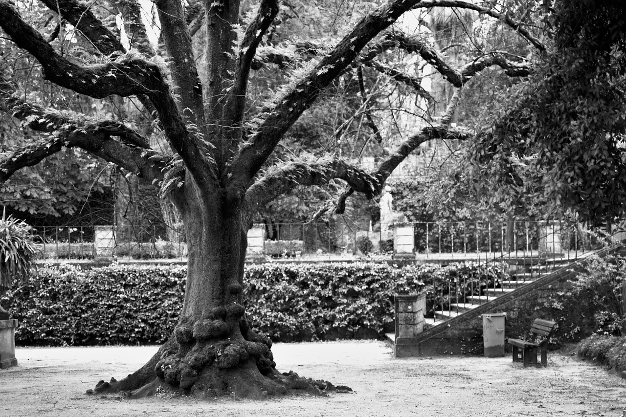 tree black and white park free photo