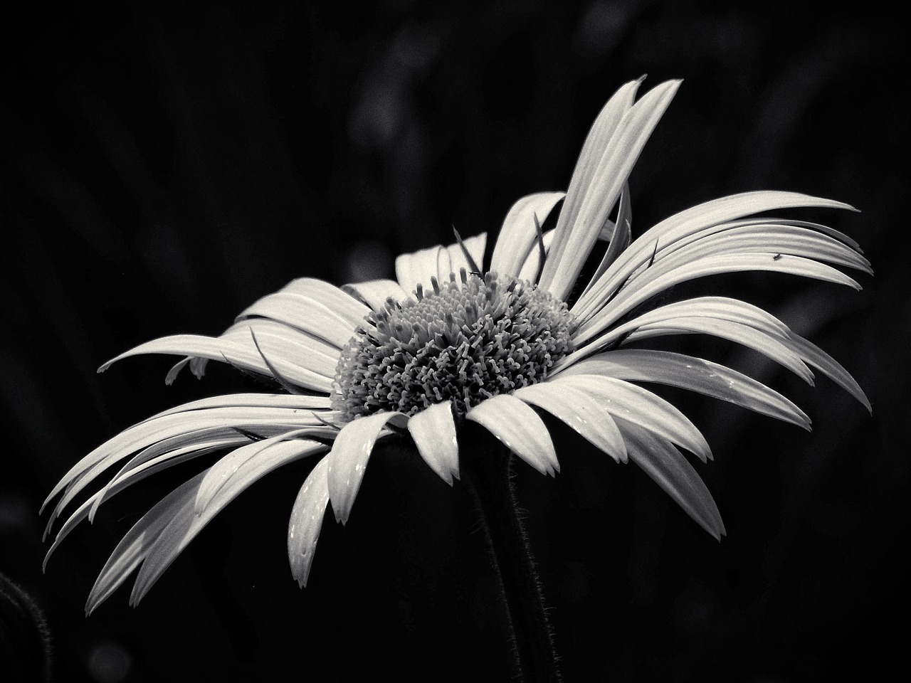 beauty yellow flower black and white free photo