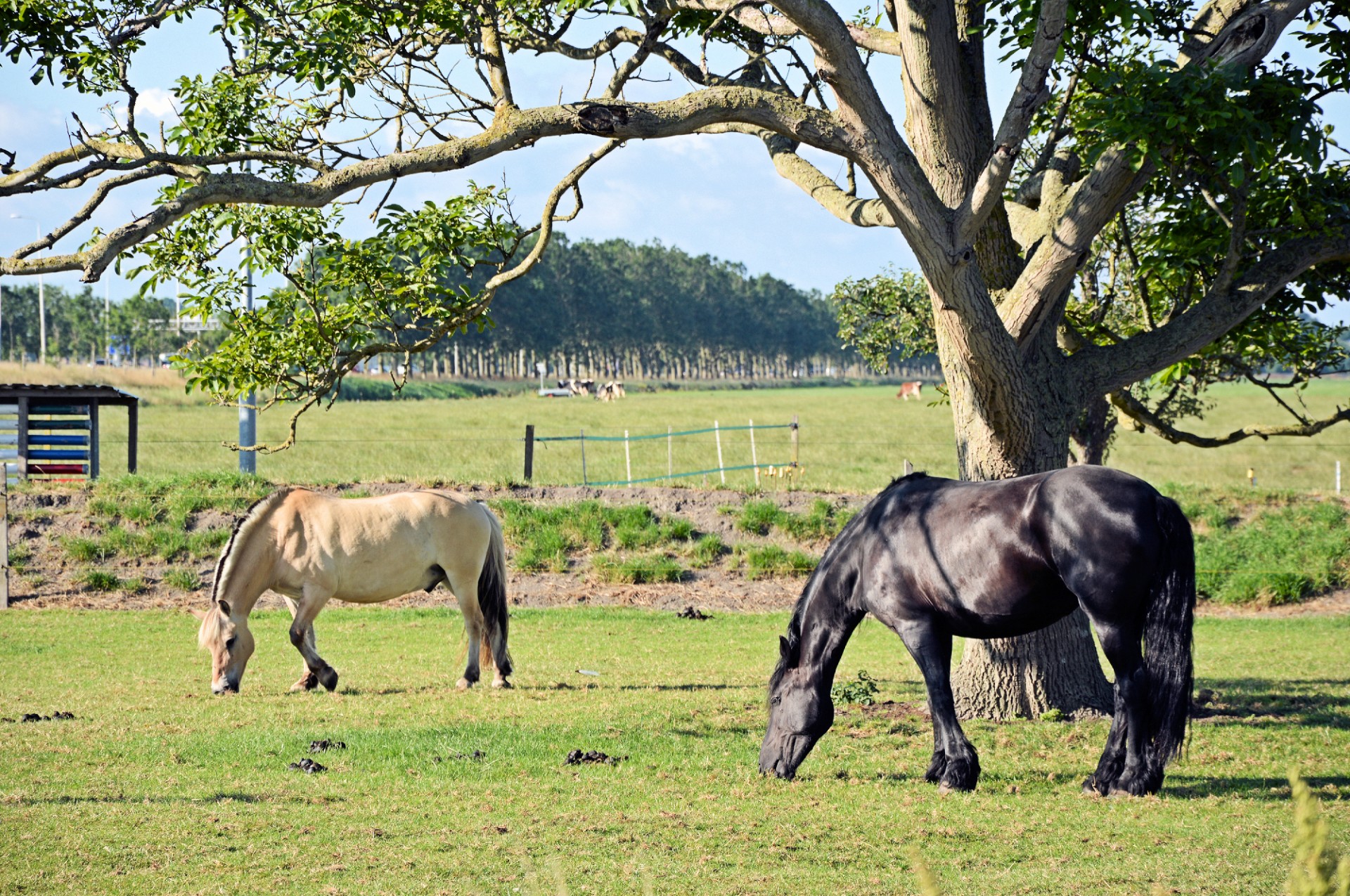 horse pasture grazing free photo