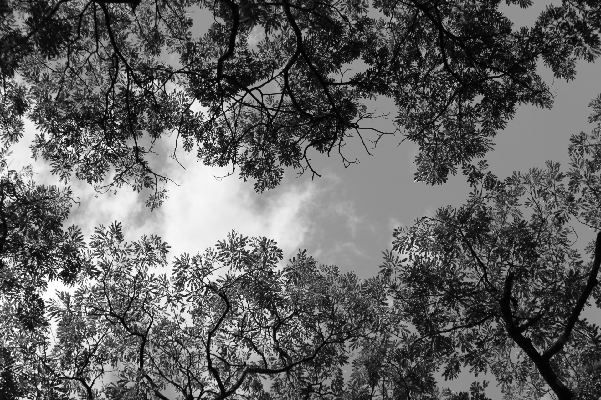 black white sky tree free photo