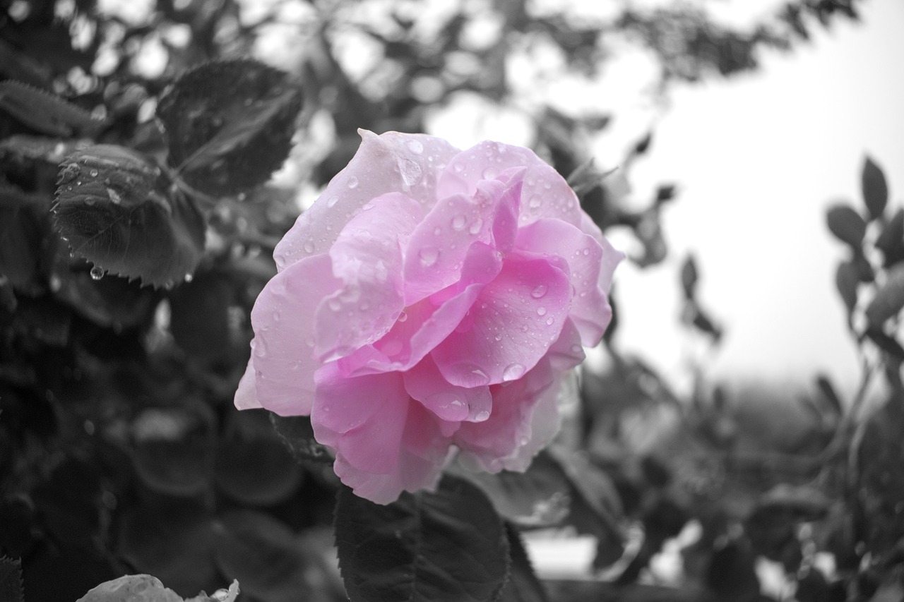 black and white closeup flower free photo