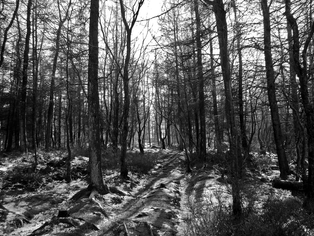 black and white woodland forest free photo