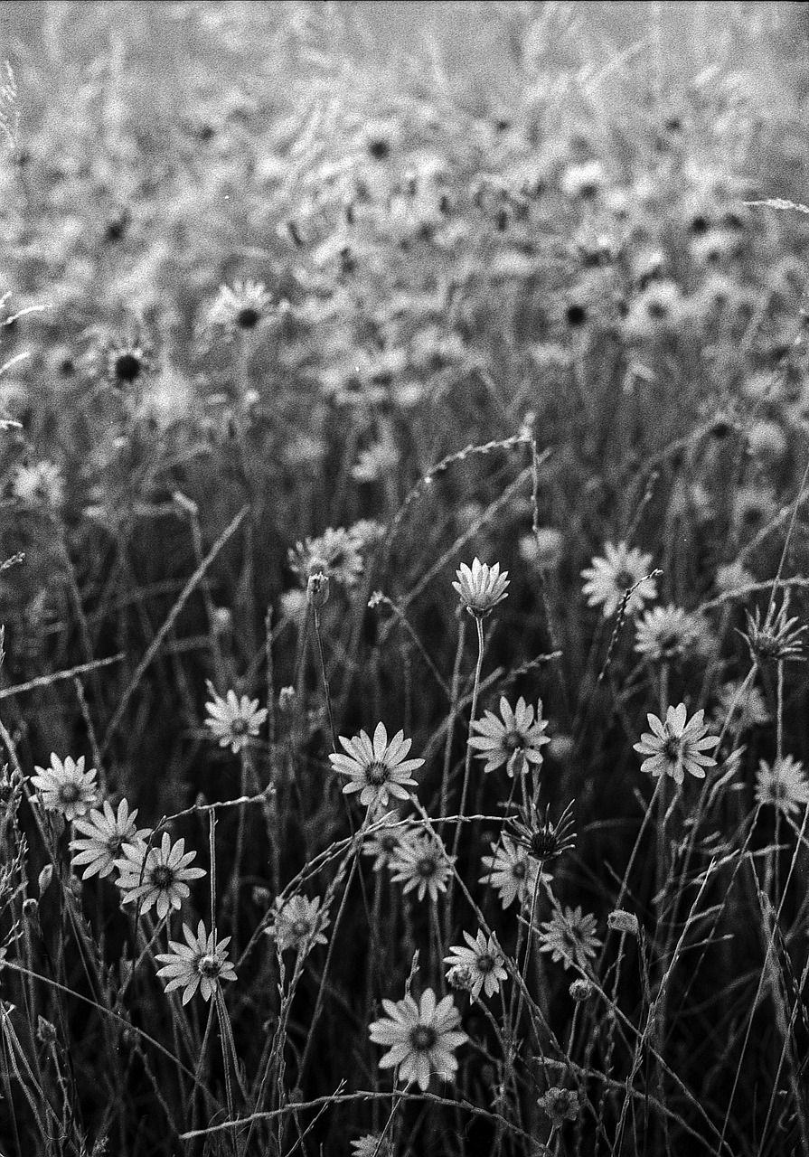 black and white flowers white free photo
