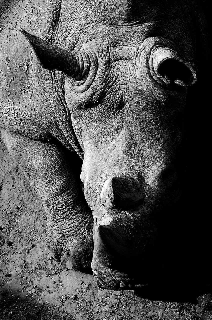 black and white animal africa free photo