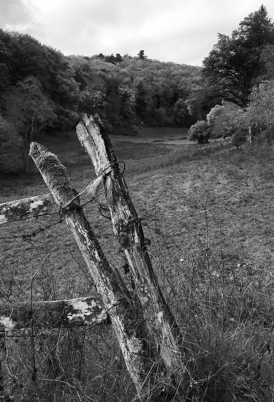 black and white closing nature free photo