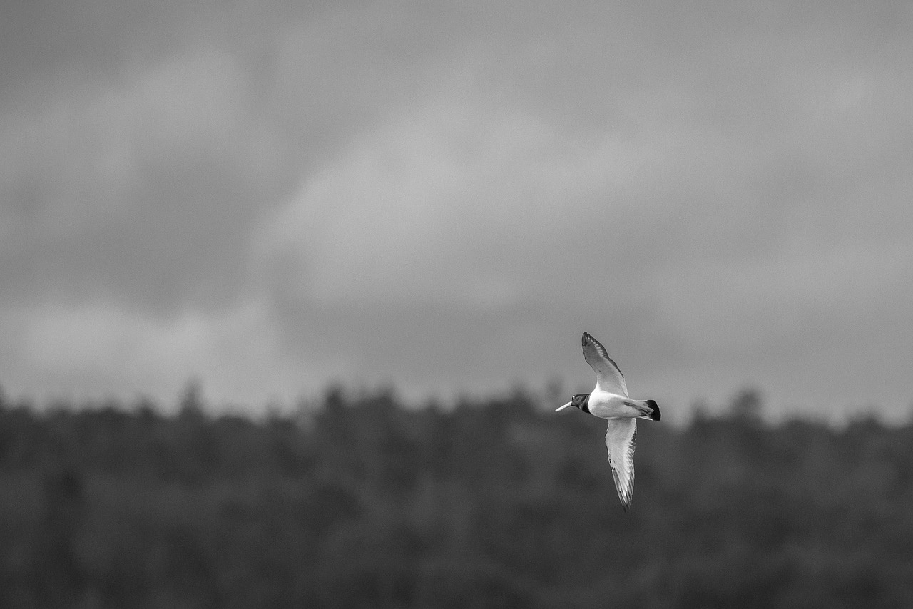 black and white bird flying free photo