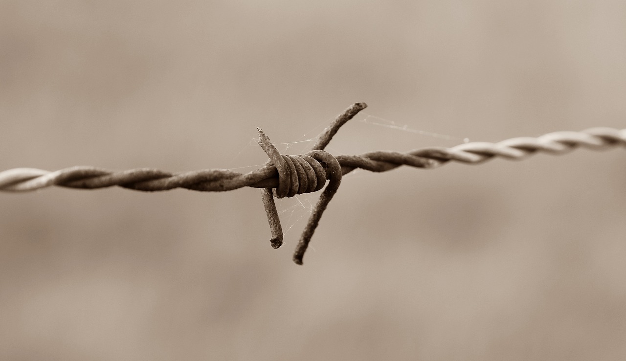 barbed wire fence barbed wire fence free photo