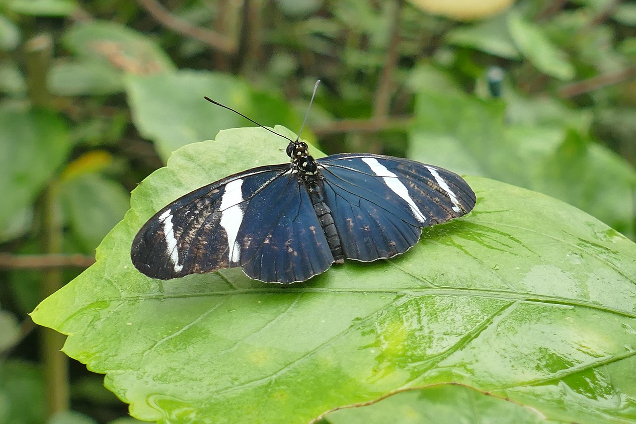 black and white butterfly insect free photo