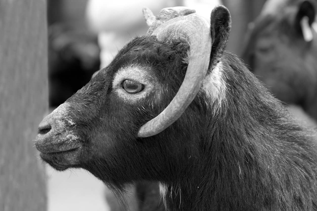 black and white goat zoo free photo