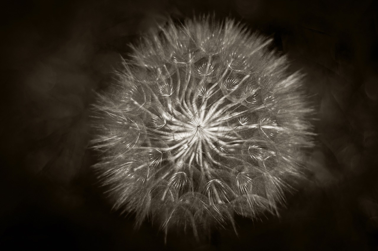 black and white dandelion plant free photo