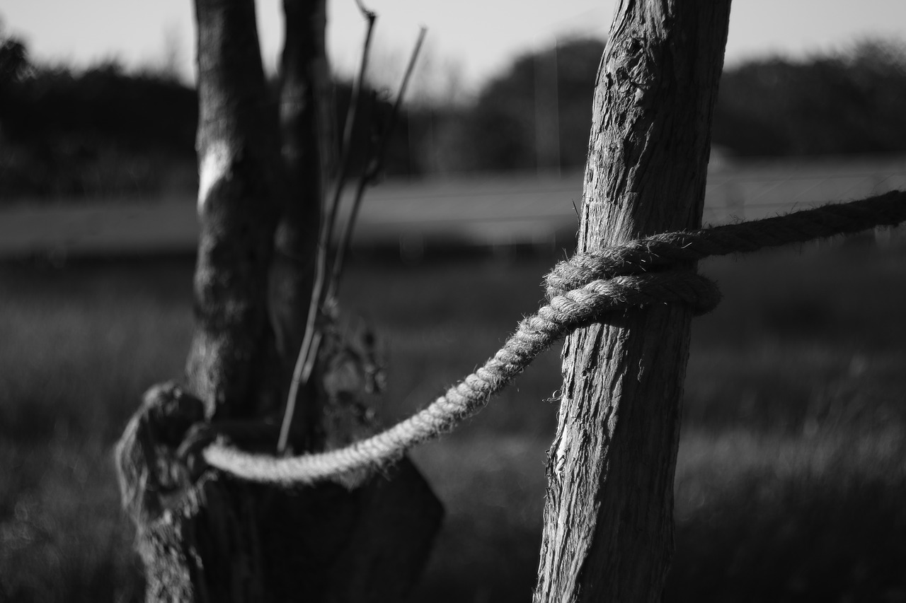 black and white tree bark free photo